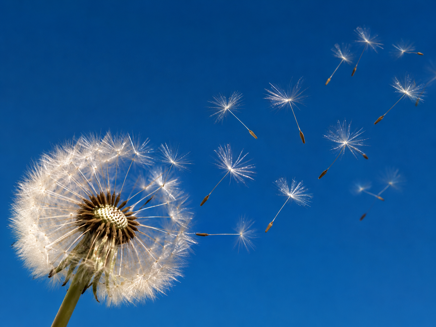 Pusteblume, von der einzelne Schirmchen wegfliegen